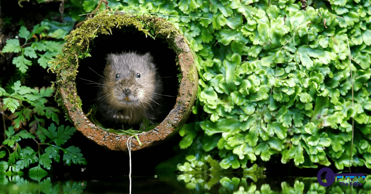 Berburu Tikus