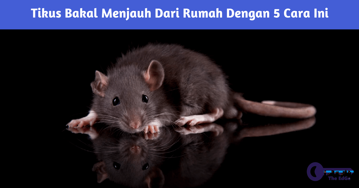 Tikus Bakal Menjauh Dari Rumah Dengan 5 Cara Ini