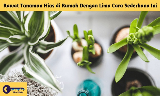 Rawat Tanaman Hias di Rumah Dengan Lima Cara Sederhana Ini - BeliSewaRumah