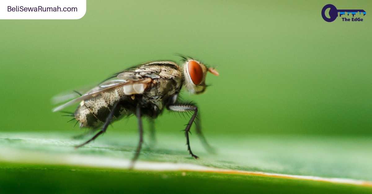 Cara Alami Menyingkirkan Serangga-Serangga Ini Dari Rumah - BeliSewaRumah